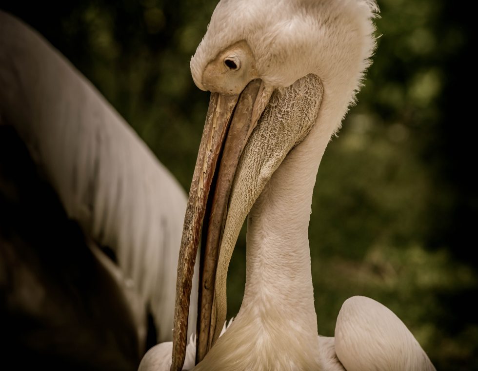 pelican_01